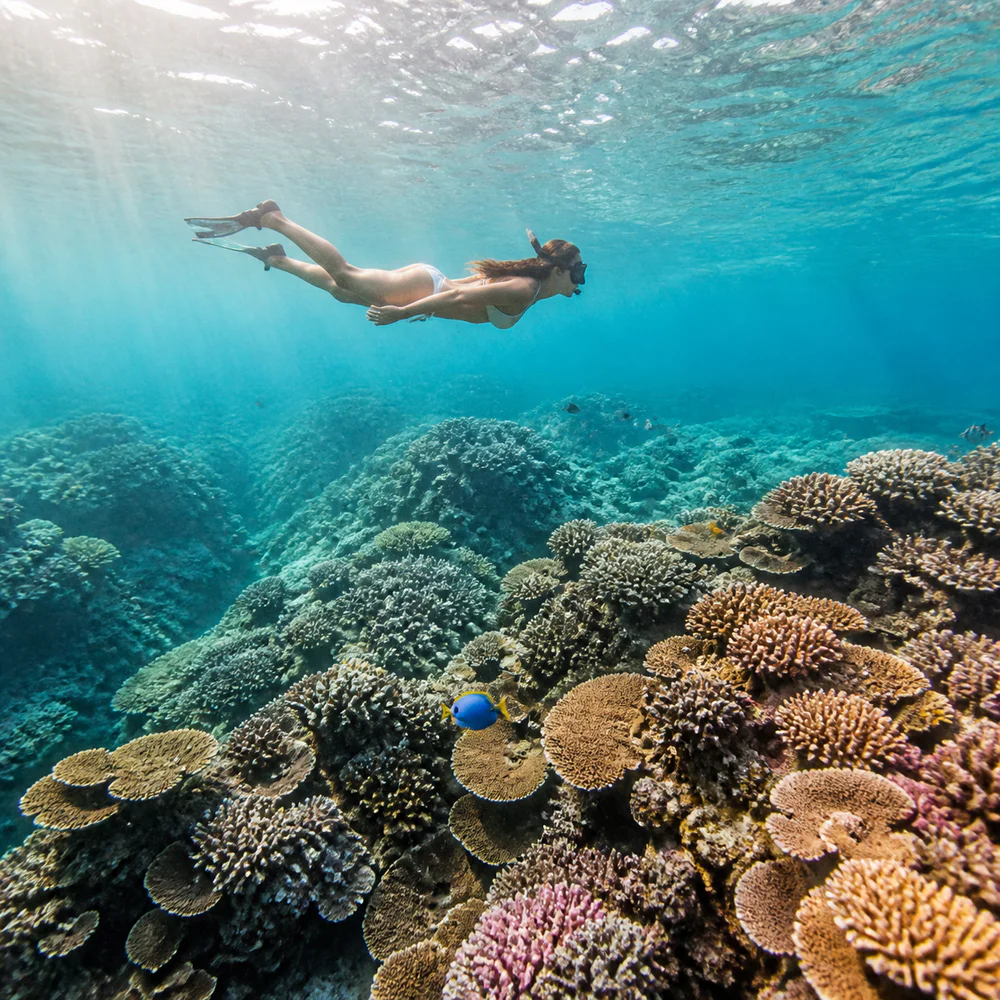 Snorkeling above a coral garden